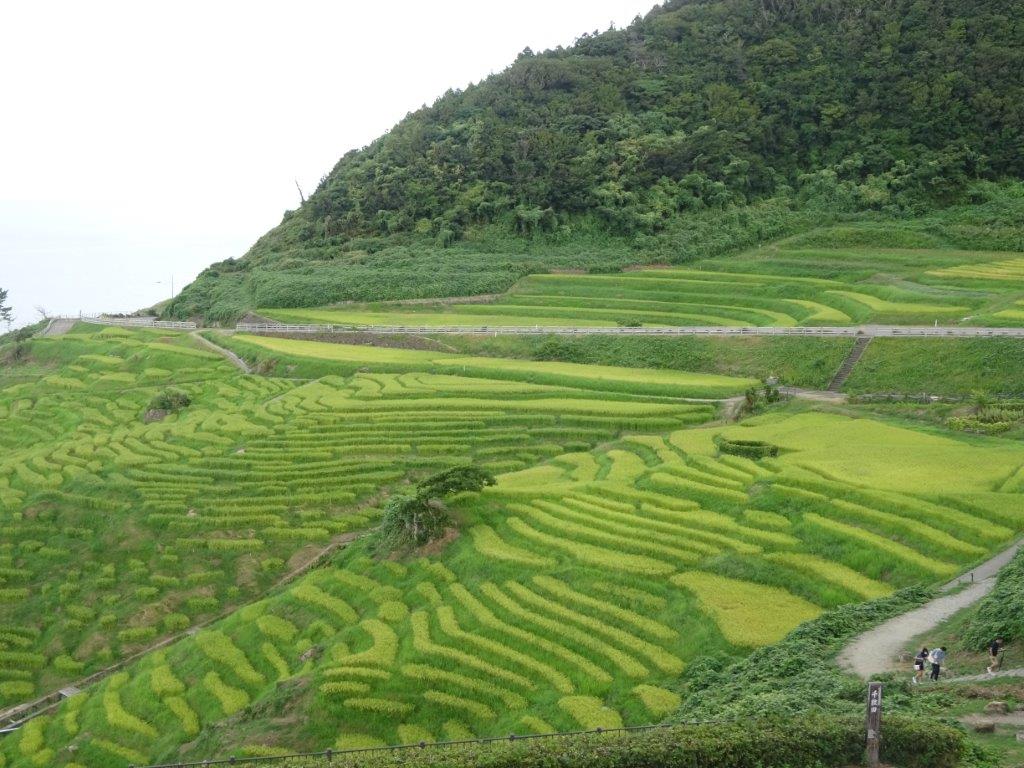 千枚田